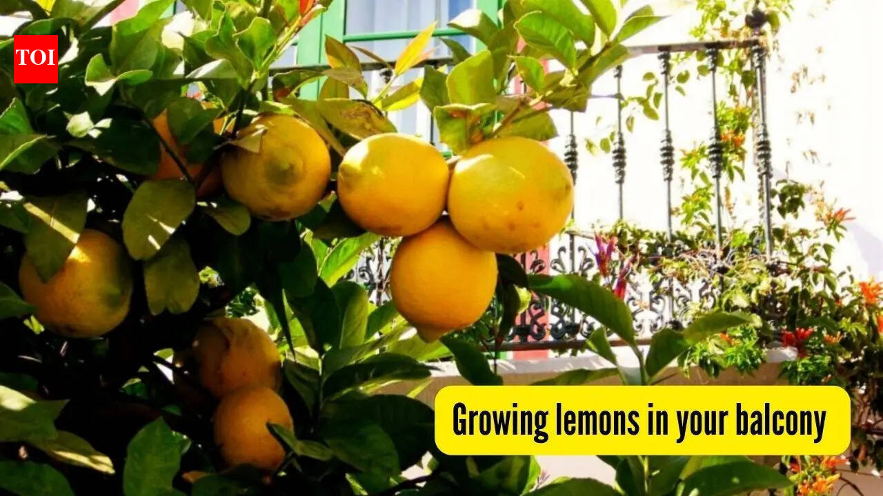 How to grow lemons in your balcony garden and enjoy refreshing lemonade this summer