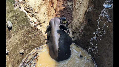 Elephant rescued from 45-ft deep well on Ranchi outskirts