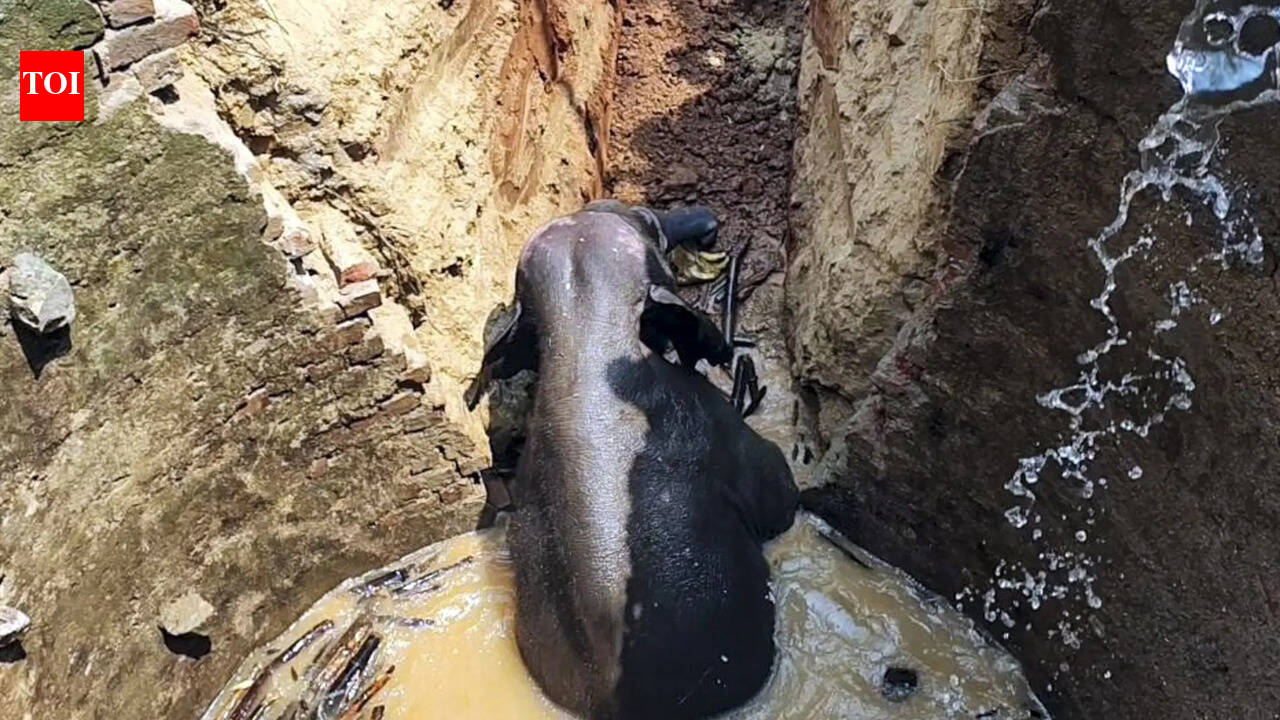 Elephant rescued from 45-ft deep well on Ranchi outskirts