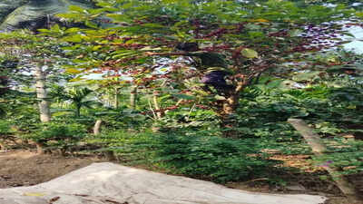 Tree Coffee Is Having Its Climate Moment