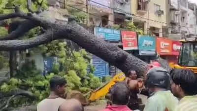 Pune woman dies after tree falls on her, 82 incidents reported in a day
