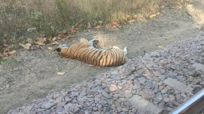 Tigress death near rail track in UP's Dudhwa sparks Railways–forest department face-off
