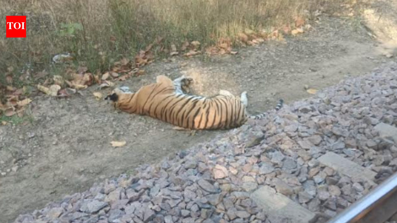 Tigress death near rail track in UP's Dudhwa sparks Railways–forest department face-off