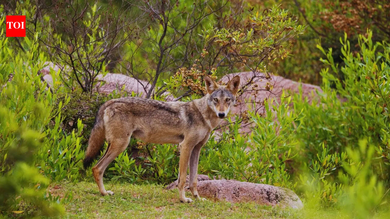 7 best places to spot the Indian wolf in the wild