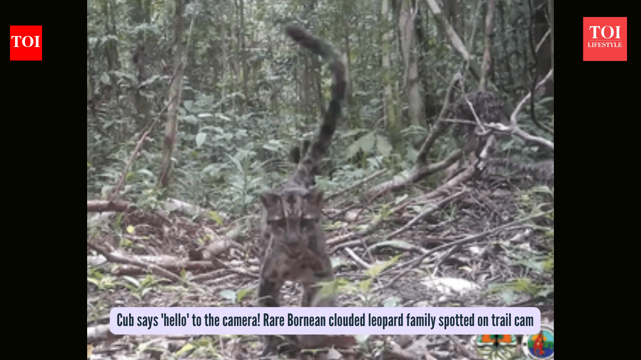 Cub says 'hello' to the camera! Rare Bornean clouded leopard family spotted on trail cam