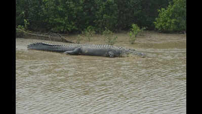 Man injured in croc attack in Jajpur; 2nd such incident in 2 days