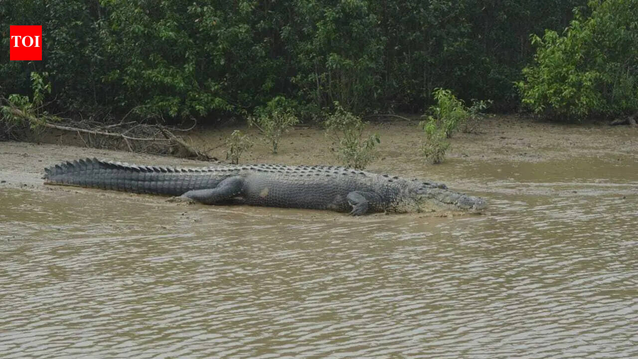 Man injured in croc attack in Jajpur; 2nd such incident in 2 days