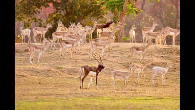 From extinction to open plains, blackbuck makes a wild return
