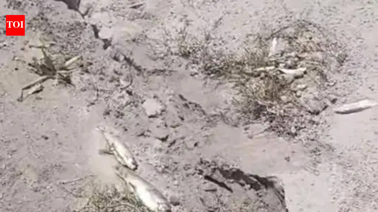 Toxic dumping triggers fish deaths in Sutlej, allege farmers ...
