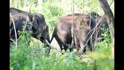 Elephants on the rampage: Herd of elephants kills three in Ramgarh; Forest officials issue alert and call for safety measures