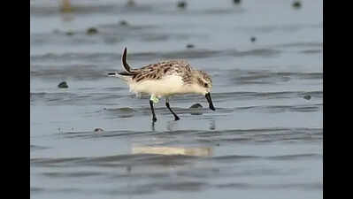 Leg tag decodes journey: Critically endangered bird on Bengal beach flew 8,000km from Russia