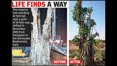 188-year-old tree lives after historic transplant in Nagpur