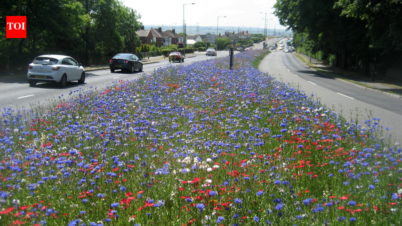 ‘Game changer’: England town stopped mowing 8 miles of grass and nature came back instantly while saving £25,000 a year