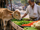 Vegetable vendor lets calf eat from stall, wins hearts online