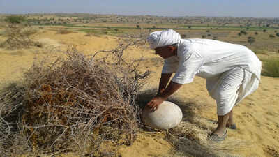 This Rajasthan farmer planted 27,000 trees in the desert and stopped sand from swallowing his village