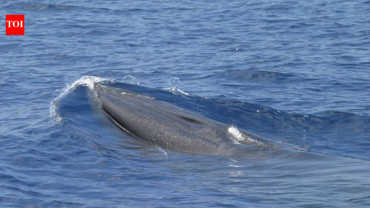 Why Trump’s ‘God Squad’ decision to expand oil drilling in Gulf of Mexico is a vote for a whale’s extinction