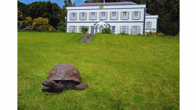 World’s oldest tortoise is 194 years old—here’s where to see it