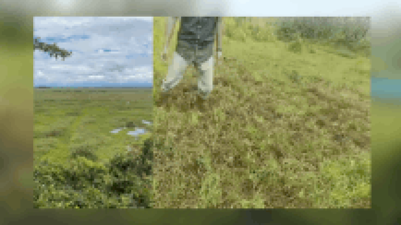 A land that floats, a deer that ‘dances’: Inside world’s only floating national park, Keibul Lamjao in Manipur