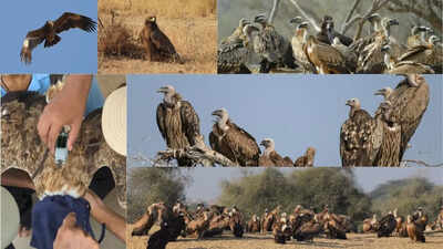 Unusual surge of steppe eagles and vultures in Jaisalmer’s Desert National Park raises migration concerns