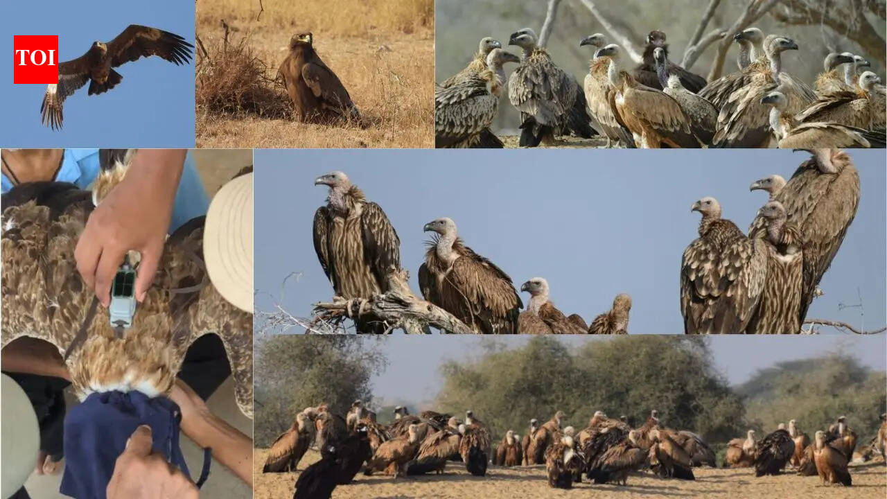 Unusual surge of steppe eagles and vultures in Jaisalmer’s Desert National Park raises migration concerns