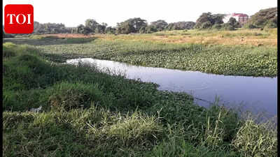 Clean up polluted feeders to save Sal river, urge citizens