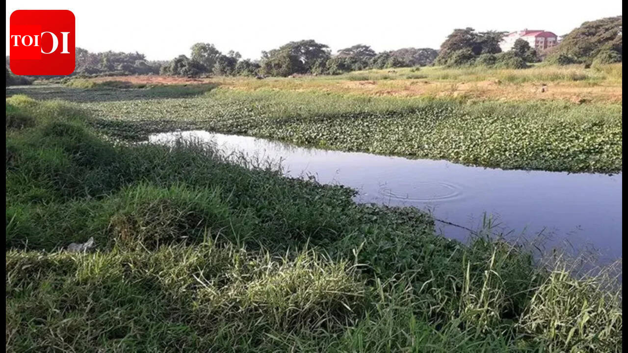 Clean up polluted feeders to save Sal river, urge citizens