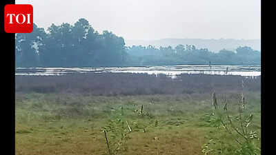 Saline water inundates Neura fields, farmers raise alarm