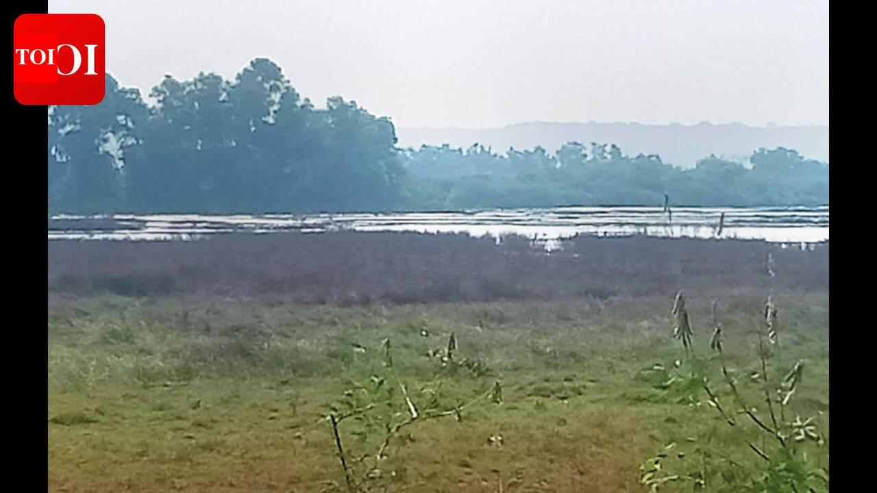 Saline water inundates Neura fields, farmers raise alarm