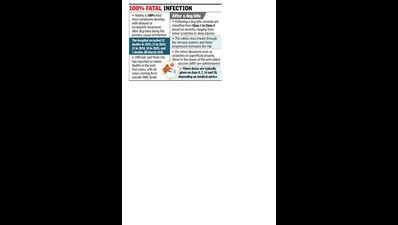 82 rabies cases at Naidu hosp since ’22 highlight huge gaps in rural healthcare