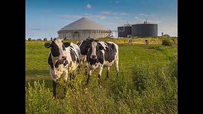 Street play raises awareness against cattle exploitation