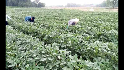 Over 11K dist farmers switch to organic farming