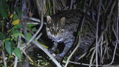 Rare fishing cat spotted near Rajaji National Park, possibly first photographic record from Uttarakhand wetlands