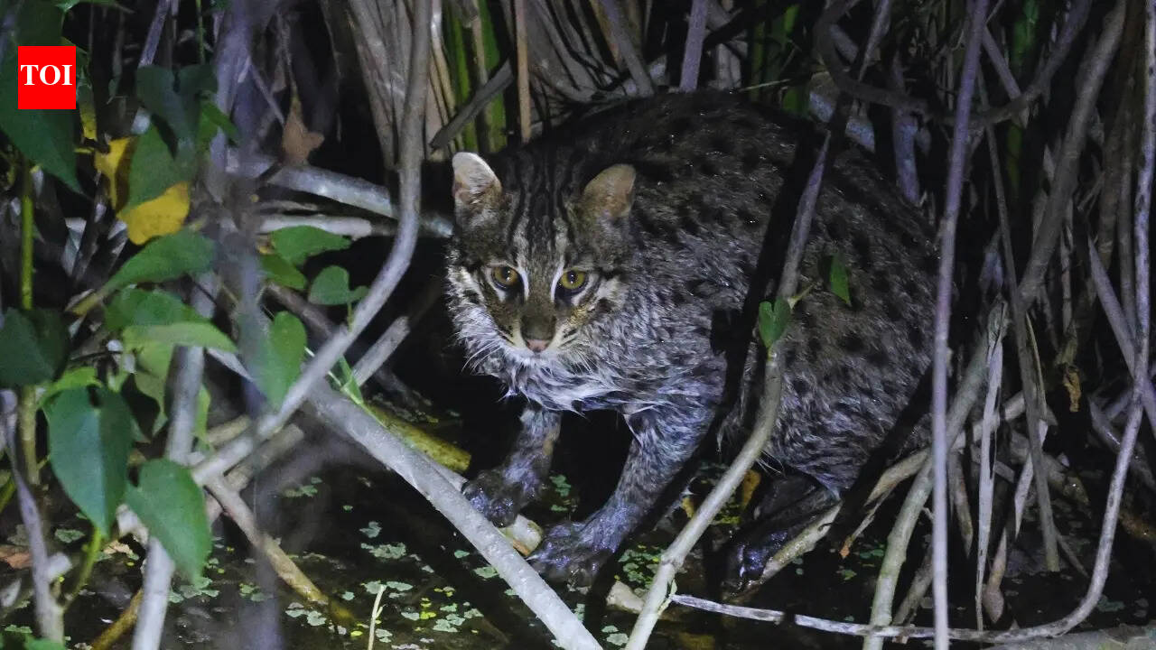 Rare fishing cat spotted near Rajaji National Park, possibly first photographic record from Uttarakhand wetlands