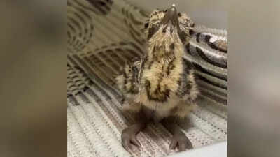 3 Great Indian Bustard chicks born in Jaisalmer via AI, population rises to 76