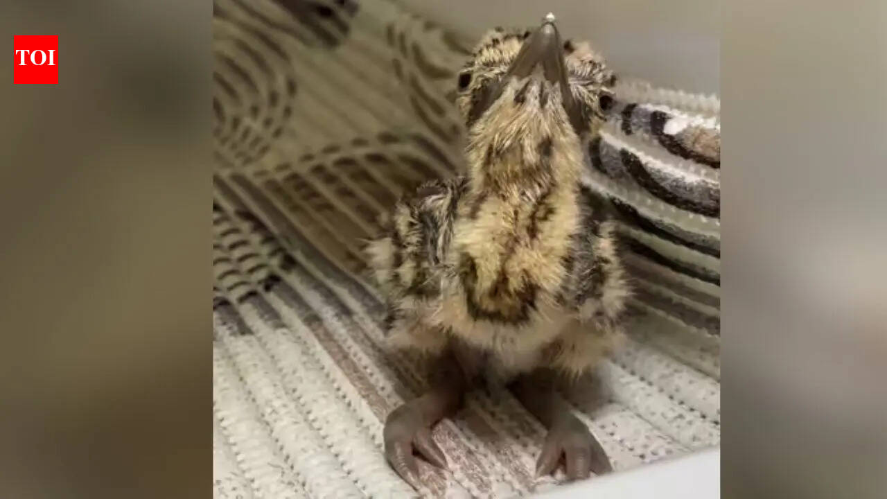 3 Great Indian Bustard chicks born in Jaisalmer via AI, population rises to 76