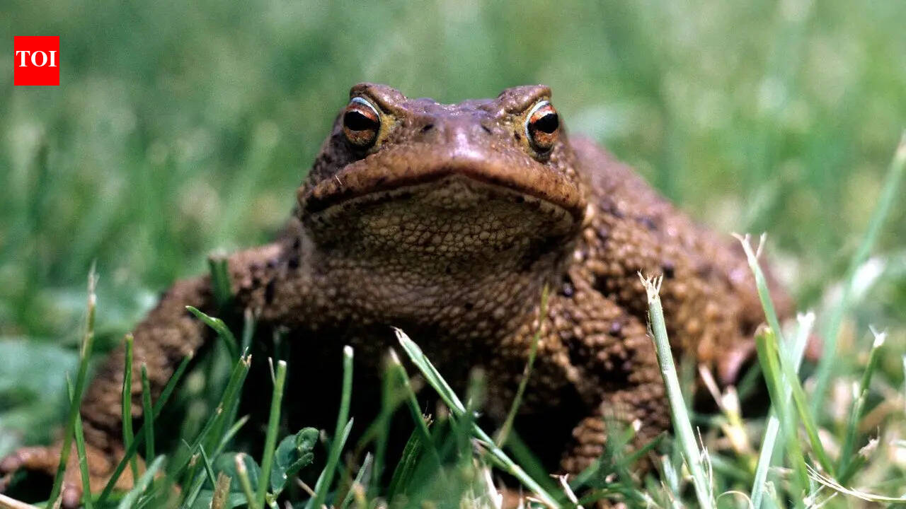 A toad near your home isn’t just a coincidence: Here’s what it really indicates about your surroundings