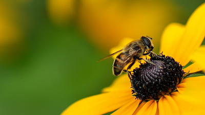 Bees with legal rights: How Peru made history by letting the bee “sue” in court