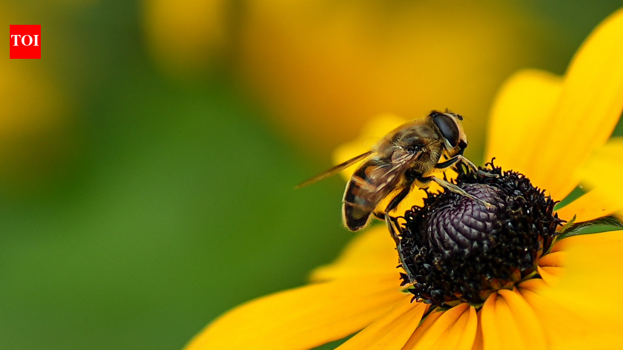 Bees with legal rights: How Peru made history by letting the bee “sue” in court