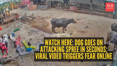 Watch here: Dog goes on attacking spree in seconds; viral video triggers fear online