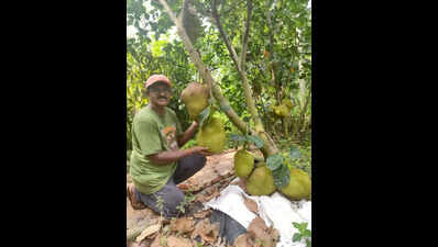 Mangaluru sees growing appetite for premium Thai jackfruit varieties