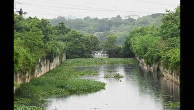 Green makeover for Buckingham canal stretch