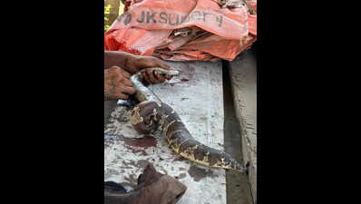Boa stuck in tar at godown rescued