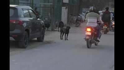 Prayagraj set to have first large scale dog care centre