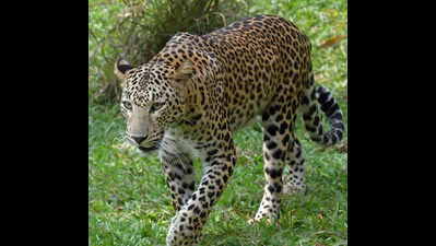 Junnar sees record 64 leopard rescues in 2024-25 | Pune News - The ...