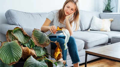 Why your houseplants are dying: Expert reveals common mistakes and solutions for indoor plants