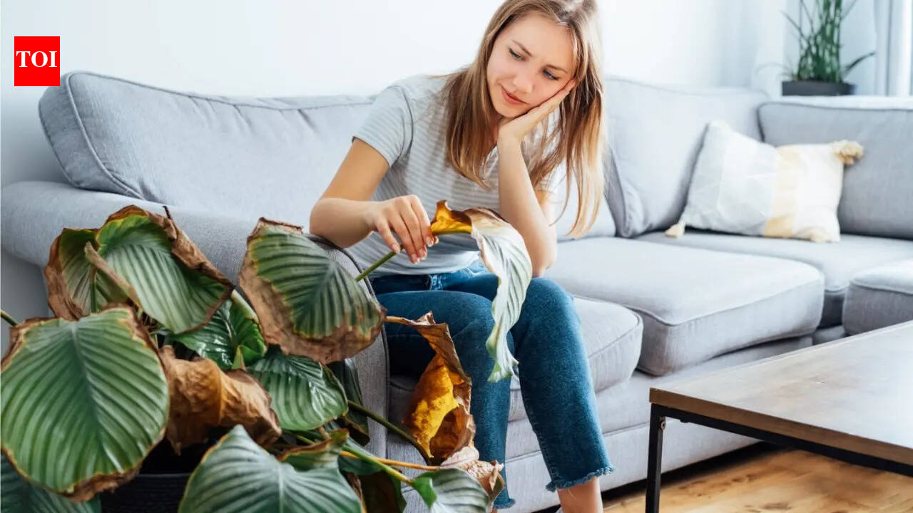 Why your houseplants are dying: Expert reveals common mistakes and solutions for indoor plants
