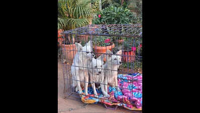 Five dogs rescued from circus in Chhattisgarh district after joint raid by PETA India and police