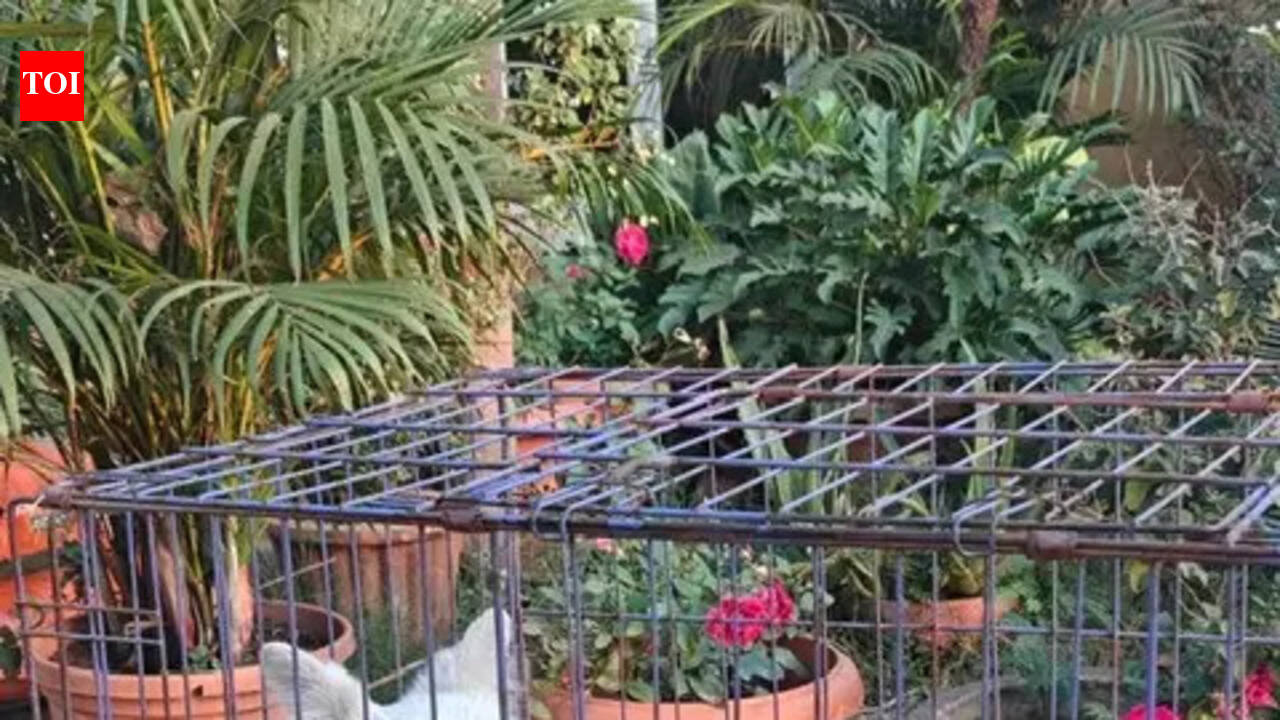 Five dogs rescued from circus in Chhattisgarh district after joint raid by PETA India, police