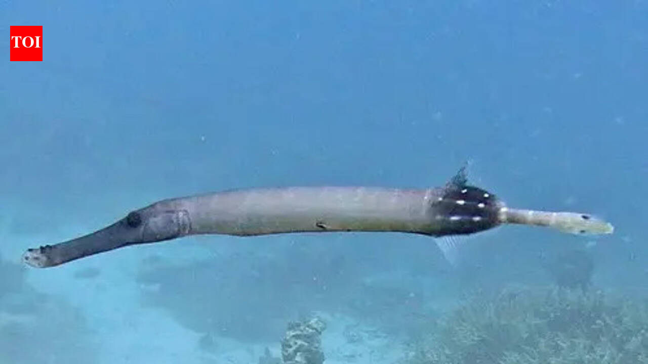 This deep-sea fish looks like a UFO and hunts like a ghost you can’t see coming