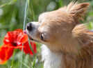 22 flowers that can be deadly for pets, warn experts: 7 alternatives that are safe blooms in bouquets